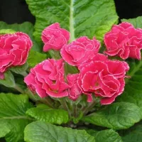 Купить семена Примула Розанна махровая розовая F1