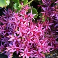 Купить Седум ложный Малиновый