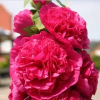 Купить семена Шток-роза Мажоретта Розовая махровая