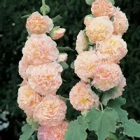 Купить семена Шток-роза Персиковая мечта
