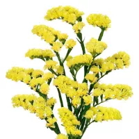 Купить Статица Суприм желтая