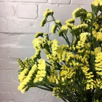 Купить Статица Суприм желтая