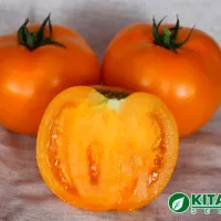 Купить Томат Айсан (KS18) от Китано сидс (желтые томаты)