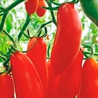 Купить семена Томат Банана легс красный