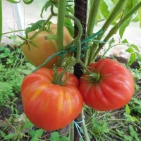 Купить семена Томат Безразмерный (сибирские томаты) (гигантские томаты)