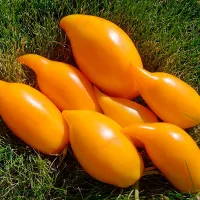 Купить семена Томат Буратино оранжевый