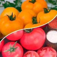 Томат Сладкая парочка - смесь томатов Джало Санта и Лотос