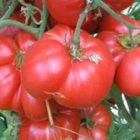 Купить семена Томат Лопатинские (сибирские томаты) (гигантские томаты)