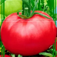 Koupit semena Tomato Rolex F1 (růžová rajčata)