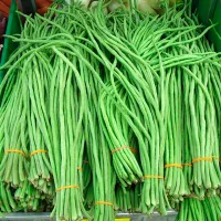 Купить Вигна Графиня