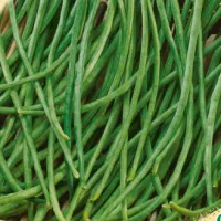 Купить Вигна Графиня