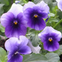 Купить Виола рогатая Сорбет XP Беконсфилд многолетняя F1