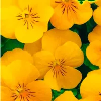 купить Виола рогатая Сорбет XP Еллоу многолетняя F1