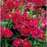 Купить Антирринум Твинни F1 Виолет махровый