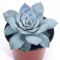 Купить Эхеверия Пекокка