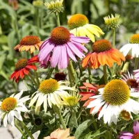 Купить Эхинацея Парадизо смесь многолетняя