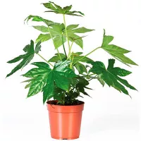 Купить Фатсия японская (Аралия)