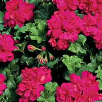 Купить Герань Орбит Вишня F1 гибридная