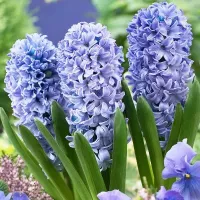 Купить Гиацинт Дельфт Блю (голубо-синий) (Hyacinthus Delft Blue)