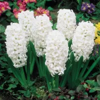 Купить Гиацинт Карнеги (белый) (Hyacinthus Carnegie)