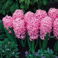 Купить Гиацинт Пинк Перл (розовый) (Hyacinthus Pink Pearl)