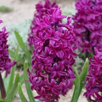 Купить Гиацинт Вудсток (фиолетво-малинновый) (Hyacinthus Woodstock)