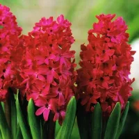 Купить Гиацинт Ян Бос (фуксия) (Hyacinthus Jan Bos)