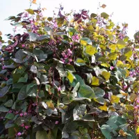 Купить Бобы Гиацинтовые Рубиновая луна