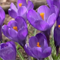 Купить Крокус Флауэр Рекорд крупноцветковый (фиолетовый) (Crocus Flower Record)