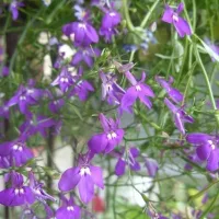 Купить Лобелия ампельная Лилово-красный каскад