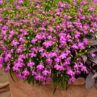 Koupit semena Lobelia ampelnaya Lilac-red cascade
