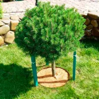 Материал от сорняков приствольный Listok для роз, хвойных, кустарников и деревьев