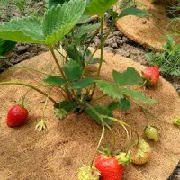 Материал от сорняков приствольный Listok для томатов, перцев, клубники