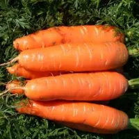 Купить семена Морковь Аленка