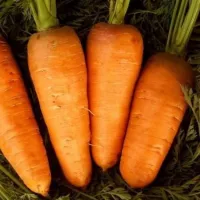 Купить семена Морковь Кантербюри F1