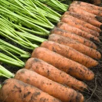 Купить семена Морковь Каскад