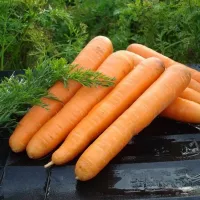 Купить семена Морковь Маэстро F1