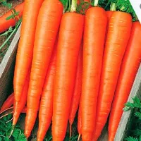 Купить семена Морковь Санькина любовь F1