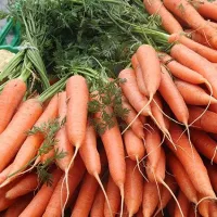 Купить семена Морковь Ярославна без сердцевины