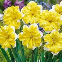 Купить Нарцисс Банана Дайкири желтая коронка, белый цветок (Narcissus Banana Daiquiri)
