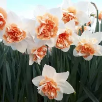 Купить Нарцисс Кэнди Принцесс махровый, бело-оранжевый (Narcissus Candy Princess)