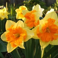 Купить Нарцисс Мондрагон желтый (Narcissus Mondragon)