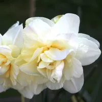 Купить Нарцисс Обдам махровый белый (Narcissus Obdam)