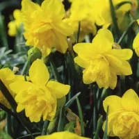 Купить Нарцисс Пенкребар желтый (Narcissus Pencrebar)