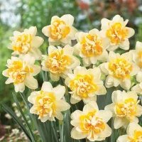 Купить Нарцисс Пич Кобблер махровый белый с ярко-желтой коронкой (Narcissus Peach Cobbler)