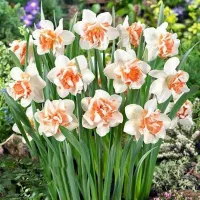 Купить Нарцисс Реплит махровый белый с рыжим (Narcissus Replete)