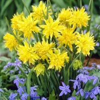 Купить Нарцисс Рип Ван Винкл махровый желтый (Narcissus Rip Van Winkle   )