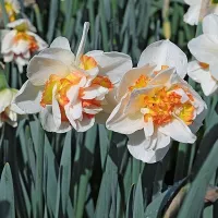 Купить Нарцисс Шарлот Вребург кремовый  с желто-оранжевой коронкой (Narcissus Charlotte Vreeburg)