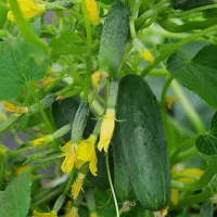 Купить Огурец Крош F1