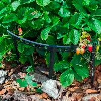 Купить Опора для клубники